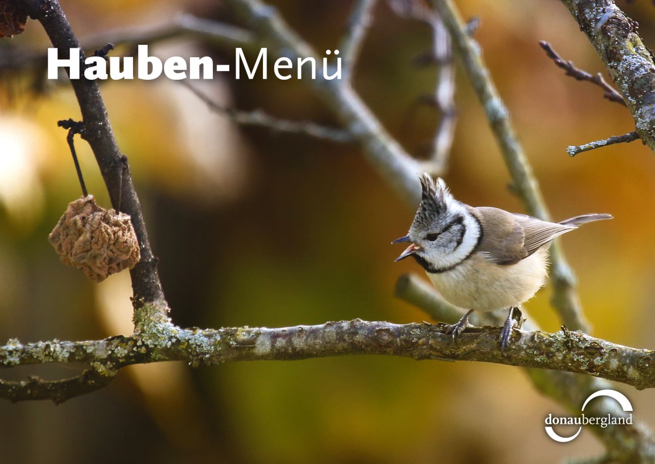 Donaubergland Postkartenmotiv mit Vogel auf einem Ast mit offenem Schnabel.