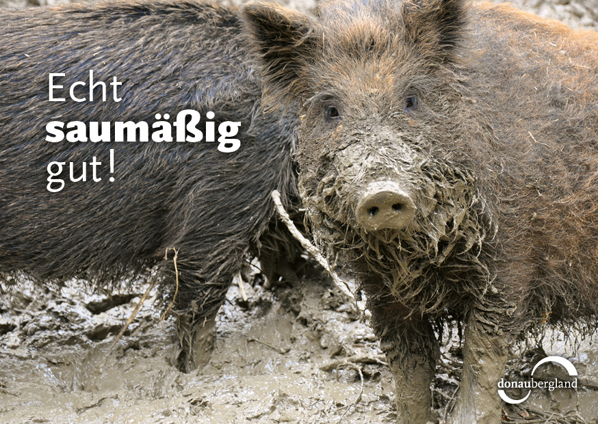 Donaubergland Postkartenmotiv mit Wildschweinen im Matsch.