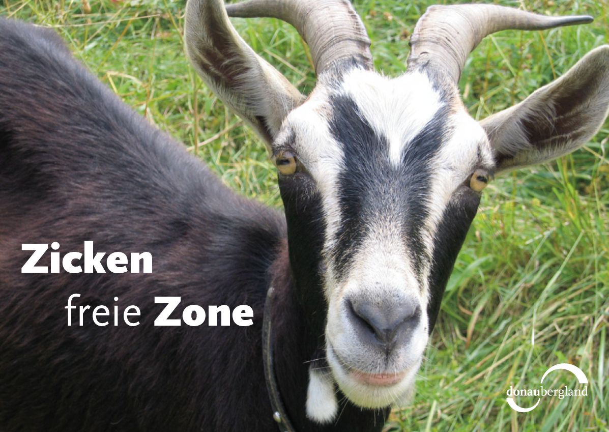 Donaubergland Postkartenmotiv mit schwarz-weißer Ziege im Profil