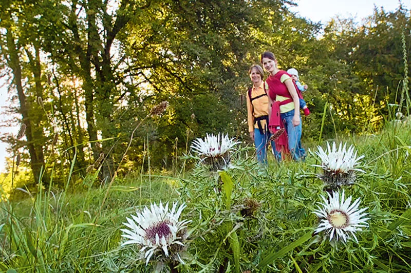 Bild von zwei Wanderinnen auf der Kraftsteinrunde. Eine Wanderin hat ein Kind im Tragetuch auf dem Rücken. Sie wandern auf einer Wiese mit Silberdisteln im Vordergrund