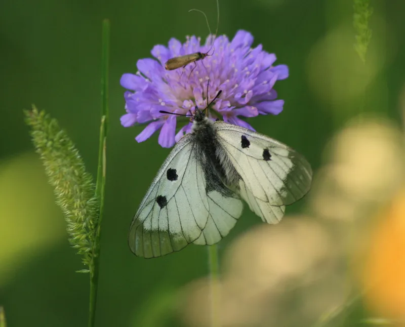 Bild von einem schwarzen Apollo Falter an einer lila blühenden Pflanze