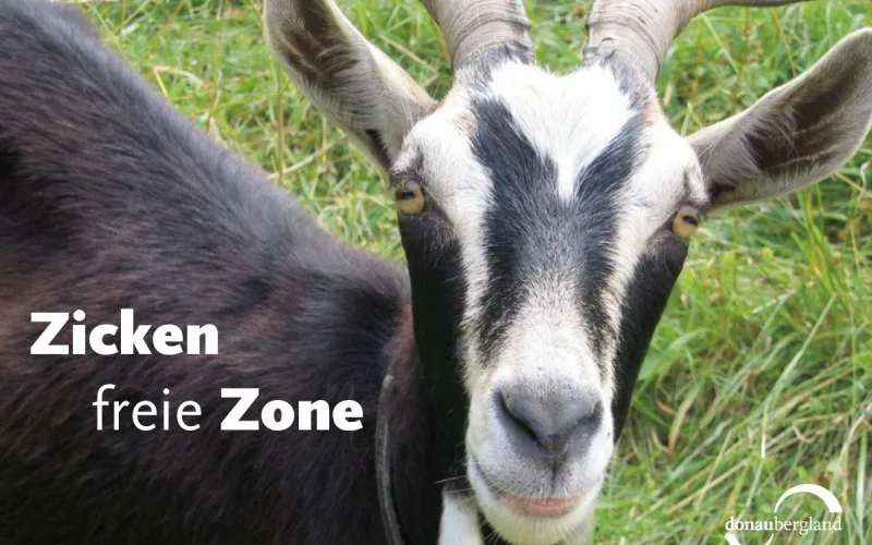 Donaubergland Postkartenmotiv mit Ziege auf Wiese.