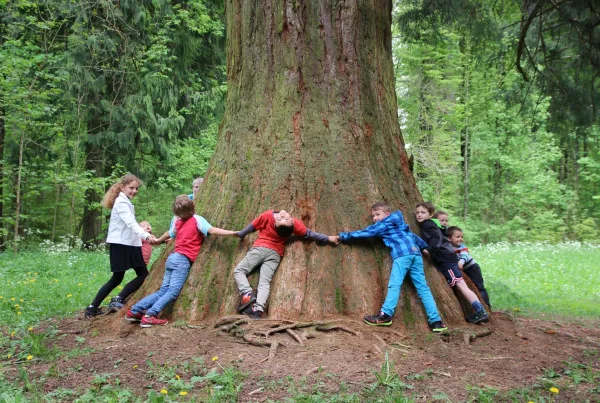 Kinder um dicken Baum